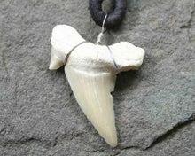 Load image into Gallery viewer, Leather Surfer Necklace Handmade Light Shark Tooth - sunnybeachjewelry